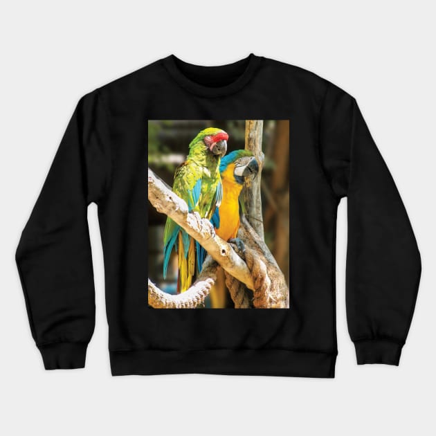 Parrots Perching Crewneck Sweatshirt by DPattonPD